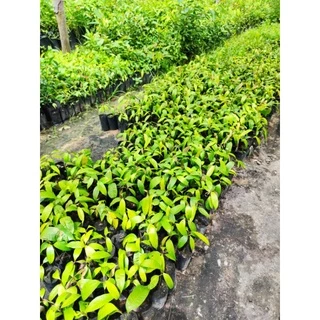 (ขั้นต่ำ2ต้น)ต้นมะยงชิดทูลเกล้า 20*30ซม. แบบเพาะเมล็ด 🌳