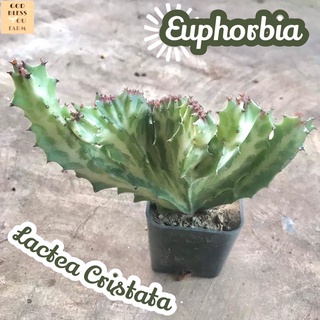 [ยูโฟเบียแลคเทียคริส] Euphorbia Lactea Cristata ส่งพร้อมกระถาง แคคตัส Cactus Succulent Haworthia Euphorbia ไม้หายาก