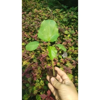 ต้นกล้ากระเจี๊ยบเขียวลูกใหญ่ พร้อมปลูก กล้าละ 10บาท พืชผักบ้านๆ ประโยชน์เพียบพูน สรรพคุณทางยาพร้อมสรรพ
