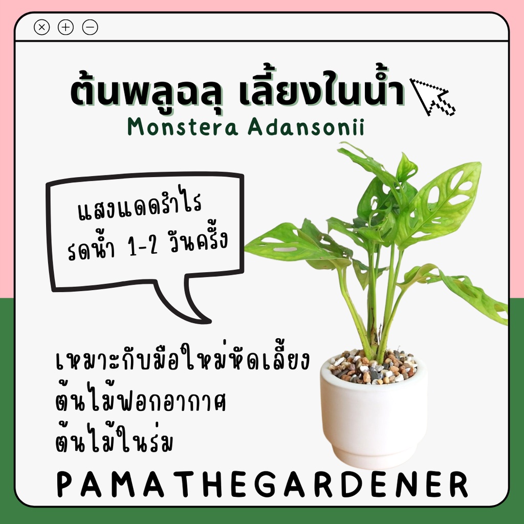 ต้นพลูฉลุ ใส่กระถางเซรามิคมินิมอล 4 นิ้ว