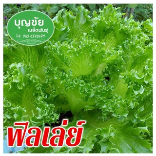 ฟิลเล่ย์  seed (ซื้อ แถม/ เมล็ดผักสลัด / เมล็ดพันธุ์ / เมล็ดพันธุ์พืช / เมล็ดผัก คุณภาพดี50 เมล็ด (ไม่ใช่พืชที่มีชีวิต)