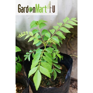 &lt;GardenMart4U&gt; Murraya Koenigii Curry Leaf Daun Kari Live Plant Pokok แกงใบ帽子/内裤/母婴/上衣/花园/儿童/玫瑰/向日葵/园艺/苹果/ LENI