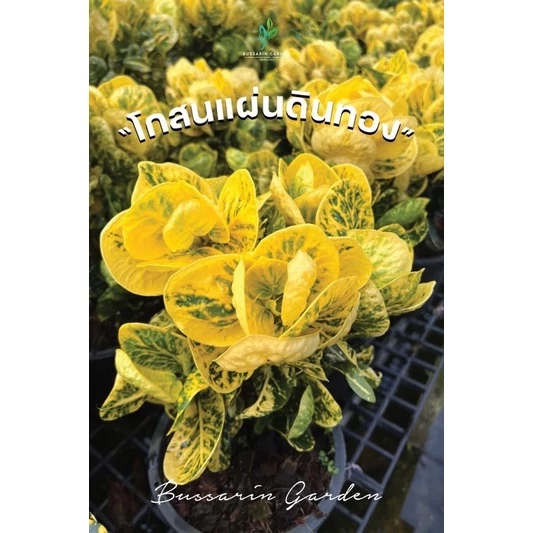 ต้นโกสนพันธุ์ แผ่นดินทอง (ทรงพุ่ม) ไซส์ใหญ่ สูง 30-40 เซนติเมตร ซื้อ 10 แถม 1 (จัดส่งแบบถอดกระถาง+รับประกันสินค้า)