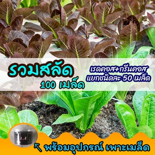 เมล็ดผักสลัด 🌱พร้อมอุปกรณ์เพาะเมล็ด เมล็ดพันธุ์ผักสลัด รวม 2 ชนิด เรดคอส (Red Cos) + กรีนคอส (Green Cos) รวม 100 เมล็ด