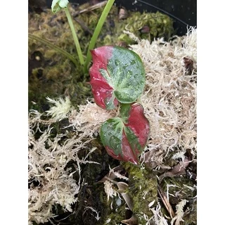 สแฟกนั่มมอส sphagnum moss สด ขนาด 1 กก.