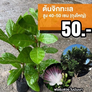 ต้นจิกทะเล ถุงใหญ่ (จำนวน 1 ต้น) Barringtonia asiatica #จิกทะเล