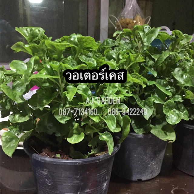 วอเตอร์เครส #ผักสลัด #ผักสวนครัว
