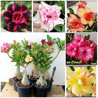 12 เมล็ด เมล็ดพันธุ์ ชวนชม สายพันธุ์ฮอลแลนด์ คละสี Adenium Seeds