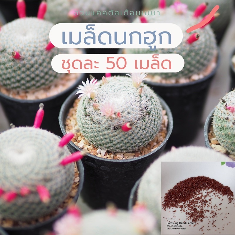 เมล็ดนกฮูก เมล็ดแคคตัส 50 เมล็ด 25฿ เมล็ดใหม่ สวนเก็บเองจากแม่พันธุ์ อัตรางอกสูงมาก มือใหม่เพาะได้