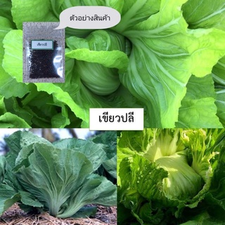 เมล็ดเขียวปลี 200 เมล็ด (ซื้อ10แถม1 คละได้)