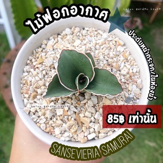 🌱☁️ไม้ฟอกอากาศ น้องซามูไร ใบแข็งแรงหนาสวย ขอบสีน้ำตาล(sansevieria samurai) 🪴 เป็นไม้ประดับห้องนอน หน้ากระจก ในห้องน้ำ 🌱