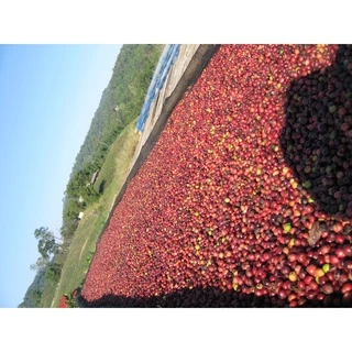กาแฟมอนโตเร่ สารกาแฟเมล็ดดิบโรบัสต้า จากไร่นางครวญ จ.กาญจนบุรี ถุง1กิโลกรัม