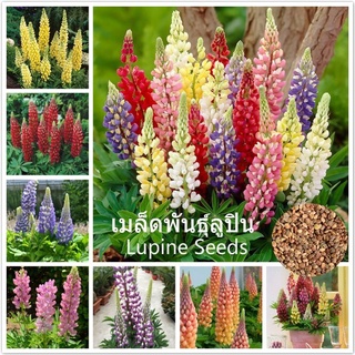 เมล็ดพันธุ์ ลูปิน บอนสีLupine flower seeds ต้นไม้ พันธุ์ดอกไม้ ผักสวนครัว ดอกไม้จริง เมล็ดพันธุ์ดอกลูปิน บรรจุ 100 เมล็ด