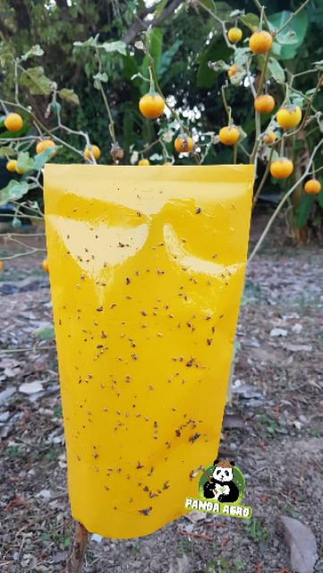 กาวเหนียวดักแมลง ชนิดน้ำ ขวดพลาสติก ขนาด 1 ลิตร  *** ฟรี! ถุงพลาสติกสีเหลือง 5 ใบ สีน้ำเงินฟ้า 5 ใบ *** - รูปที่ 2