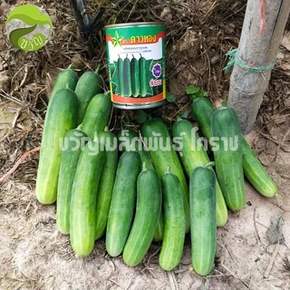 เมล็ดพันธุ์ แตงกวา ลูกผสม แตงกวา ลำยอง ตราดาวทอง ล็อตใหม่