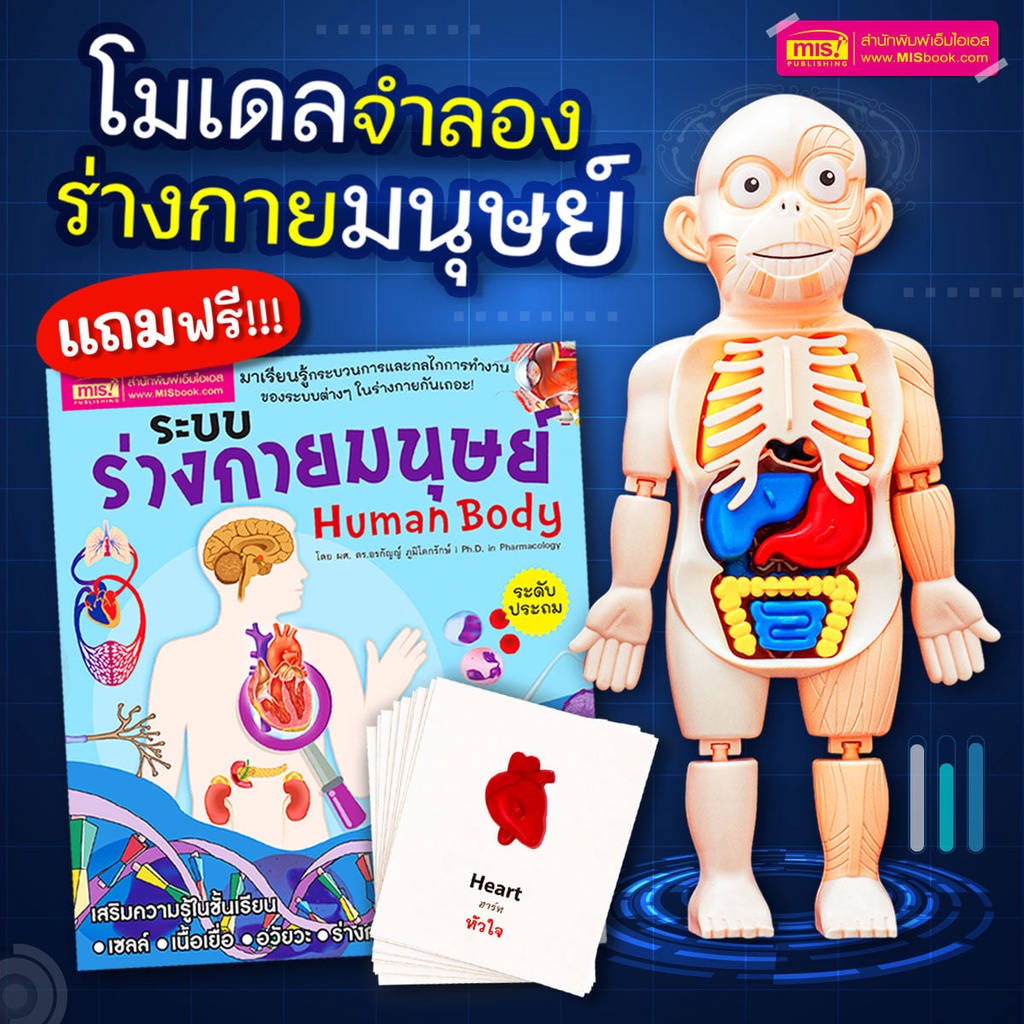 ของเล่นเด็ก ของเล่นแนววิทยาศาสตร์ โมเดลร่างกายมนุษย์ พร้อมการ์ดคำศัพท์อวัยวะ