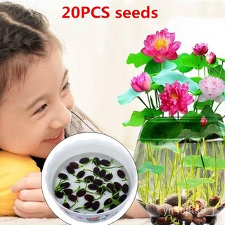 （อัตราการปลูกสูง）ปลูกง่าย ปลูกได้ทั่วไทย 20 pcs Lotus Water Lily Bonsai Seed Garden  Flower Seeds  Live Plants Air Plant