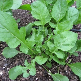 เมล็ดพันธุ์ ผักร็อคเก็ต Slow Bolt Arugula Seed บรรจุ 500 เมล็ด คุณภาพดี ของแท้ 100%