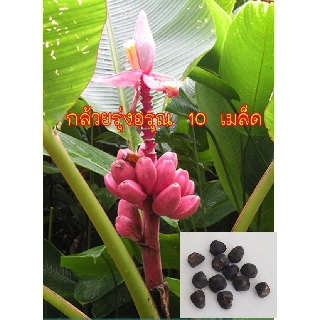 เมล็ดพันธุ์ กล้วยรุ่งอรุณ หรือกล้วยดอกบัวอัสสัม (Musa Velutina) กล้วยไม้ประดับ  10 เมล็ด