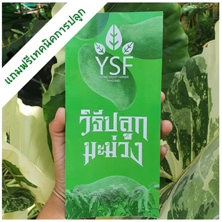 ต้นมะม่วงน้ำดอกไม้สีทอง ขนาด 65-100 ซม.ผิวสวย สีทองอร่าม เนื้อเยอะ รสชาติหวานหอม เมล็ดบางเสี้ยนน้อย