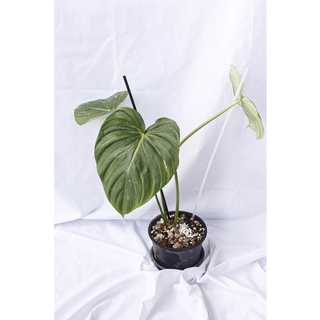 Philodendron mcdowell แมคโดเวล ต้นไยอดฮิต