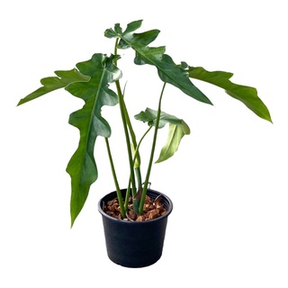 ฟิโลเดนดรอน หางหงส์ (Philodendron bob cee) กระถาง 6 นิ้ว