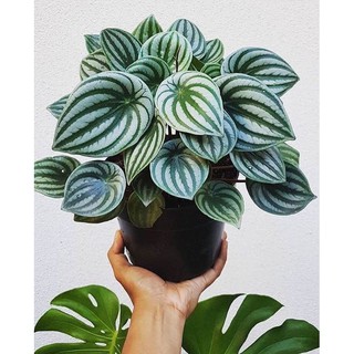 เปปเปอร์โรเมียลายแตงโม Peperomia 💜แนะนำขนส่งems.เพื่อความปลอดภัยในการขนส่งค่ะ