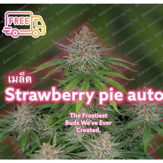 ♀️คัดเพศเมีย Strawberry pie เมล็ดพันธุ์นอกนำเข้า 1 ชุด 100 เมล็ด รับประกันสินค้าไม่งอกเครมฟรี