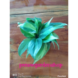 พลูบราซิลกระถาง3นิ้ว