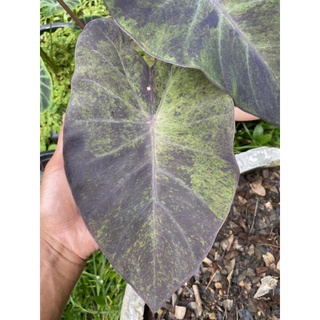 บอน แบล็คเมจิก กลาย Colocasia Black Magic Var( ตัดสดห่อตุ่ม)❌แถมข้อไหล❌