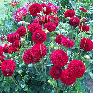 1 เหง้า/ชุุด รักเร่ Dahlia สายพันธุ์ Red Ball หัวรักเร่ ดอกไม้ ดอกรักเร่ เหง้า นำเข้า ยุโรป หัวสดใหม่