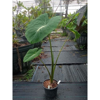 Colocasia Nancy บอนแนนซี่ ต้นใหญ่อวบมากๆ ลายชัด สูง55-65cm. ไซต์ตั้งแม่ ในกระถาง8นิ้ว