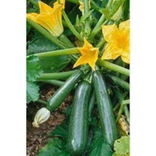 10 เมล็ด ซูกินี่สีเขียว - Dark Green Zucchini