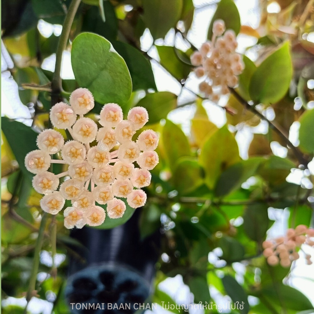 Hoya sunrise โฮย่าซันไร้ส์ ใบออกสีสวย ดอกสีชมพูโอรส ต้นไม้แขวนประดับ ส่งต้นติดดอก🌞🌸 - รูปที่ 2