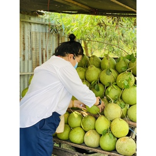 🍐🍐ส้มโอขาวน้ำผึ้ง นครชัยศรี 🍐🍐หวาน กรอบ อร่อย ส้มโอมีประโยชน์ต่อสุขภาพ-ขนาด12นิ้วX6ลูก