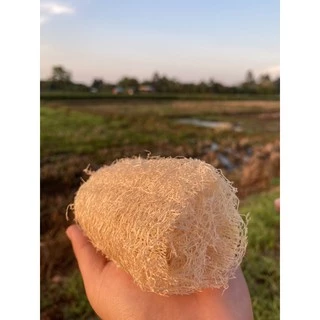 🍀เศษใยบวบ เซ็ต 3 ชิ้น สุดคุ้ม!!🍀 เศษใยบวบขัดตัว ใยบวบขัดผิว ใยบวบธรรมชาติ