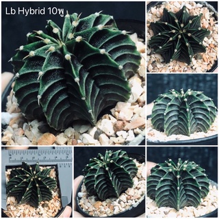 lb hybrid 10พูสีเข้มๆ ไม้เมล็ด