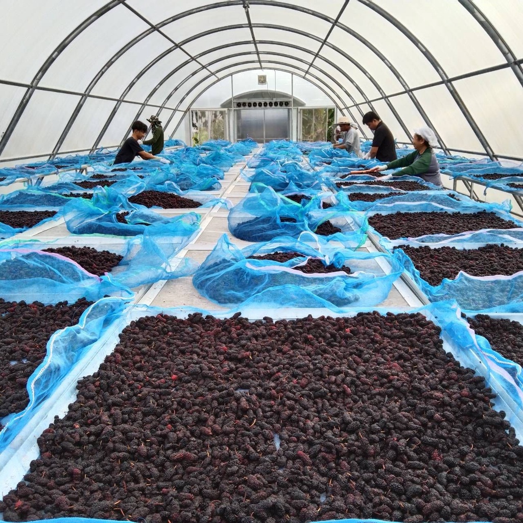 Mulberry Powder ผงมัลเบอรี่ (ภูดอย)100% ปริมาณ 500 กรัม ไม่มีผสม - รูปที่ 5