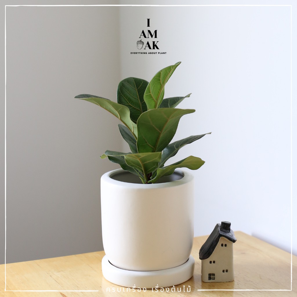 มุมมอง 2