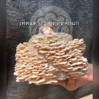 ก้อนเชื้อเห็ดแครงหรือเห็ดตีนตุ๊กแก 4 ก้อน