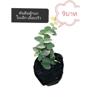 🌿TLP*​ ส่งพร้อมถุงดิน* ตีนตุ๊กแก ต้นตีนตุ๊กแกเลื้อยเกาะเสากำแพงใบเล็กเลื้อยเร็ว​ เปลี่ยนรั้วเก่า