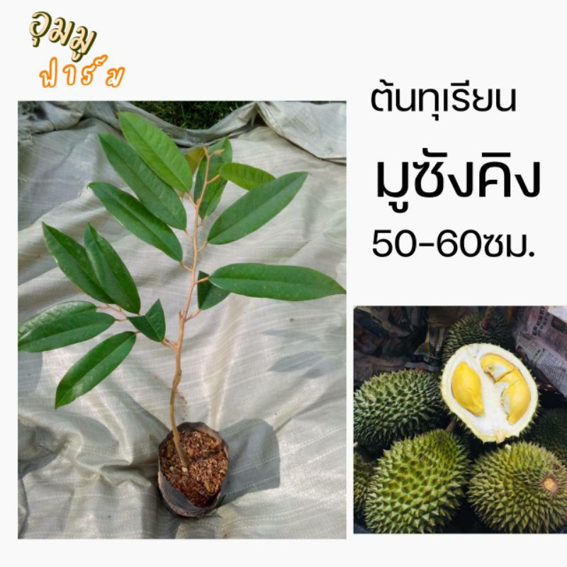 ต้นทุนเรียนมูซังคิง Musangking ราชาทุเรียน สูง50-60ซม. รุ่นนี้ลงดินรากเดินไว โตเร็ว รสชาติอร่อยหอมหวาน
