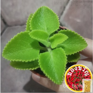 Pudina Herba ใบสะระแหน่ ปิดดินส่ง- Mint Herb Plant without soil | Apple Mentha Mint | Pokok Herba芹菜/母婴/seeds/头饰/生菜/玫瑰/儿童