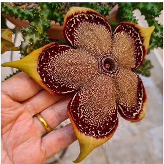 เก๋งจีนพรมเปอร์เซีย เบอร์ 4 (Edithcolea grandis) #4: ไม้อวบน้ำ แคคตัส cactus เก๋งจีน พรมเปอร์เซีย