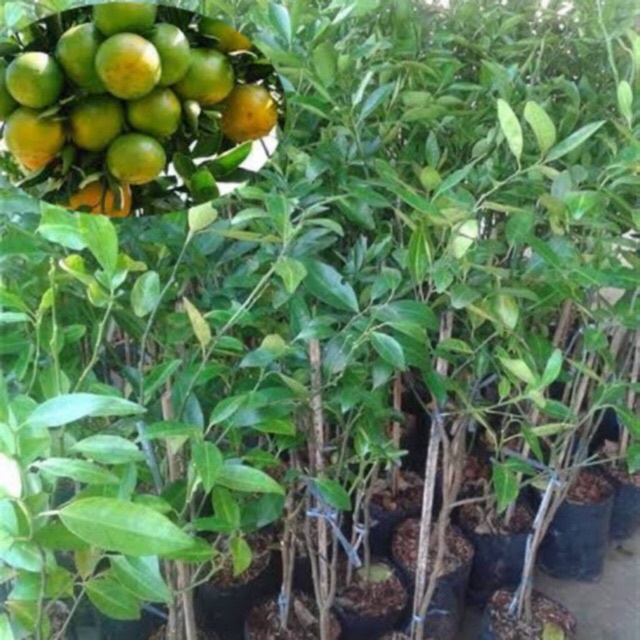 ต้นส้ม พันธุ์ ส้มโชกุน ลำต้นสูง 50-60 ซม (ทาบกิ่ง) พร้อมให้ผลไว ลำต้นใหญ่แข็งแรง สายพันธุ์แท้ รับประกัน
