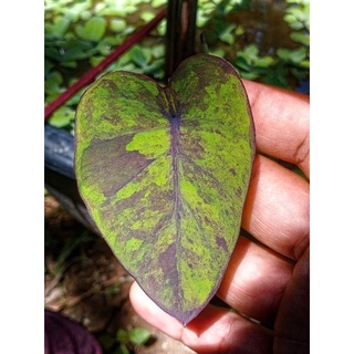 Colocasia Black Magic.แบล็คเมจิก(กลาย)