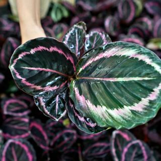 คล้านกยูงแดงลายใหม่ เจสสี่Calathea roseopicta Princess jessie