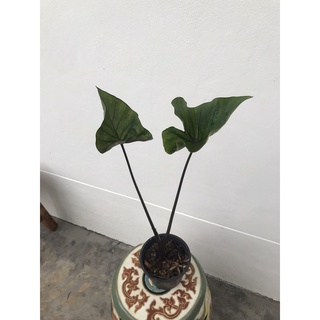 บอนใบถ้วย☘️Colocasia Coffee Cup☘️ได้สินค้าตามรูป📌อ่านรายละเอียดก่อนสั่งซื้อ