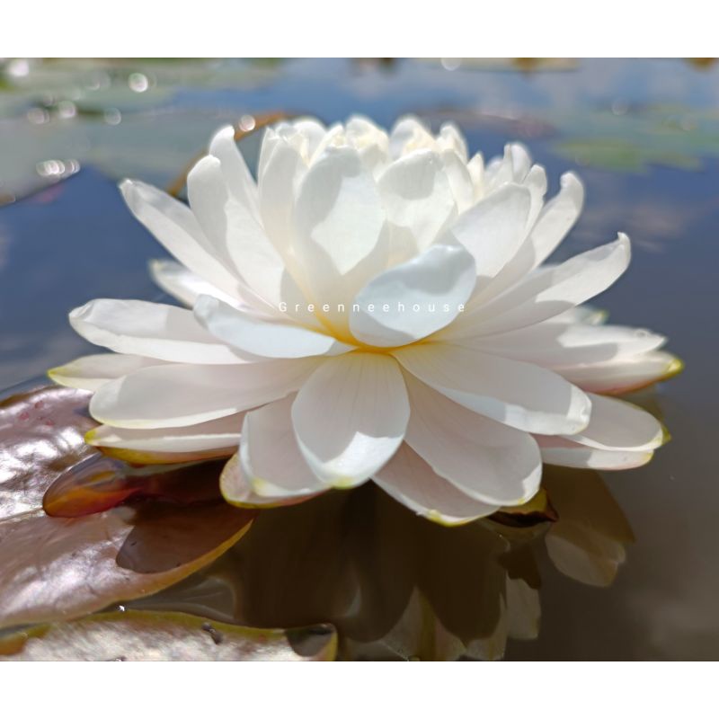 บัวฝรั่งชื่อมัลลิกา Waterlily (Newมาใหม่จ้า)ดอกใหญ่ขาวกลมมากออกตลอดปีจ้า - รูปที่ 2