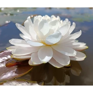 บัวฝรั่งชื่อมัลลิกา Waterlily (Newมาใหม่จ้า)ดอกใหญ่ขาวกลมมากออกตลอดปีจ้า